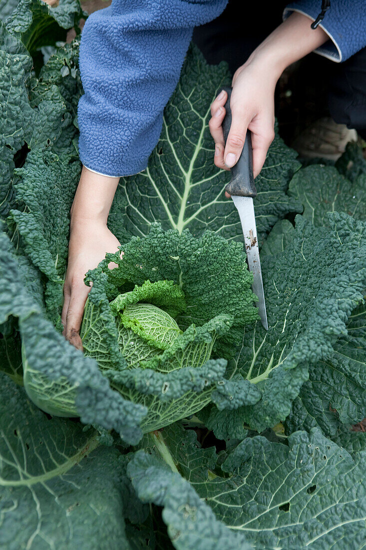 Harvesting cabbage crop