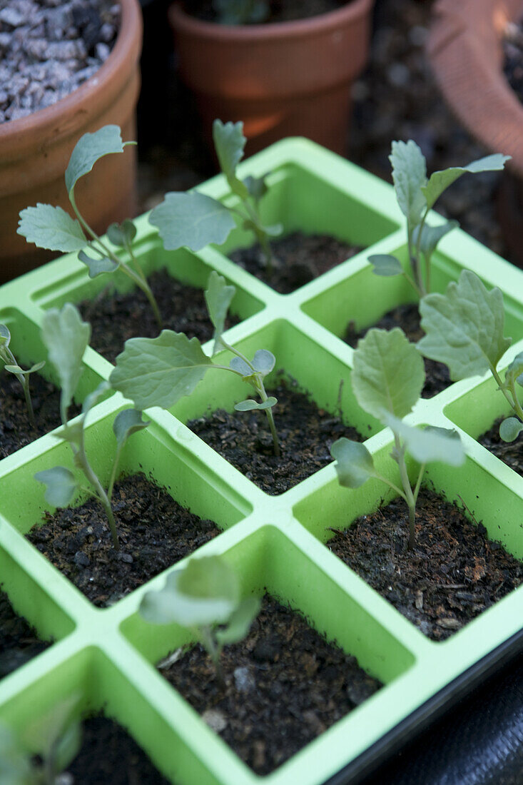 Cabbage seedlings growing in modular tray
