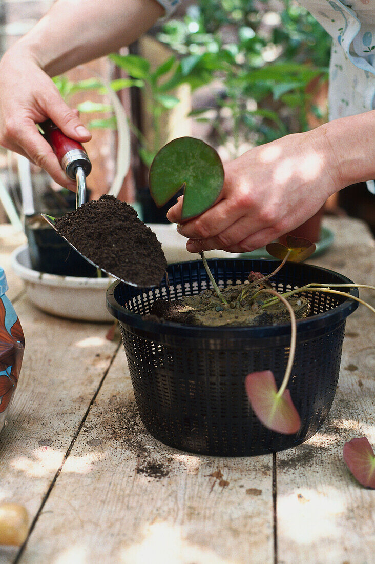 Woman planting pygmy water lily (Nymphaea tetragona)
