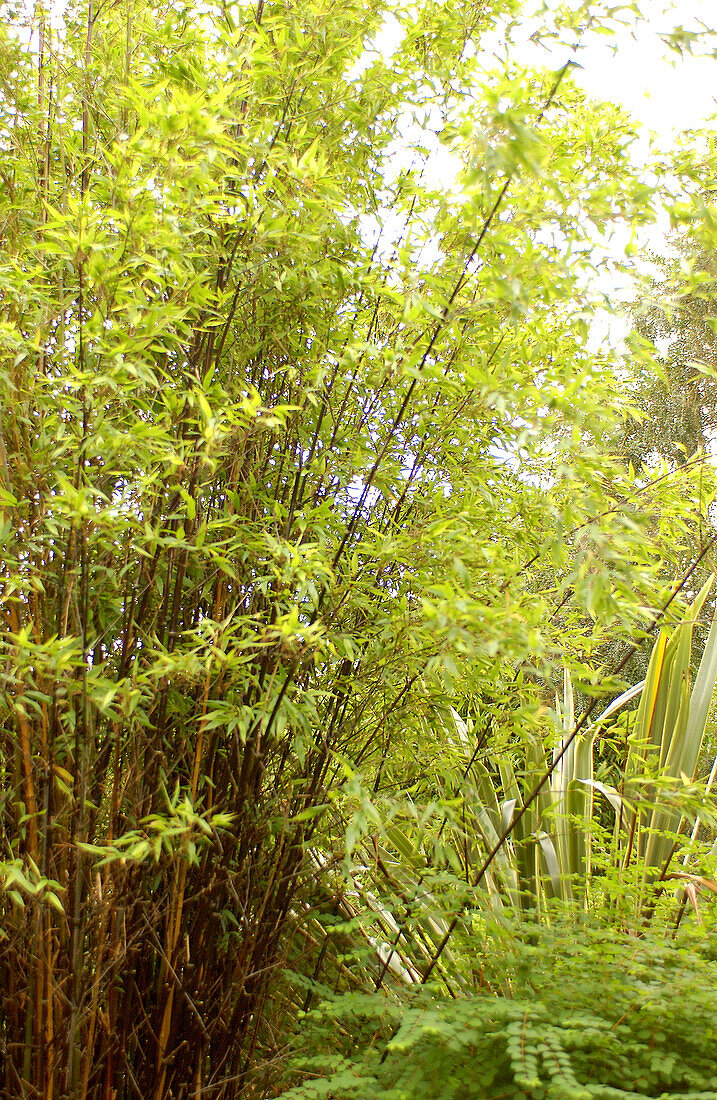 Phyllostachys nigra (Black bamboo)