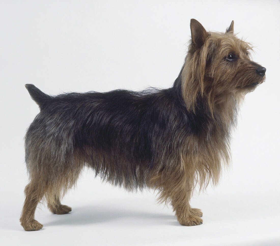Australian terrier dog