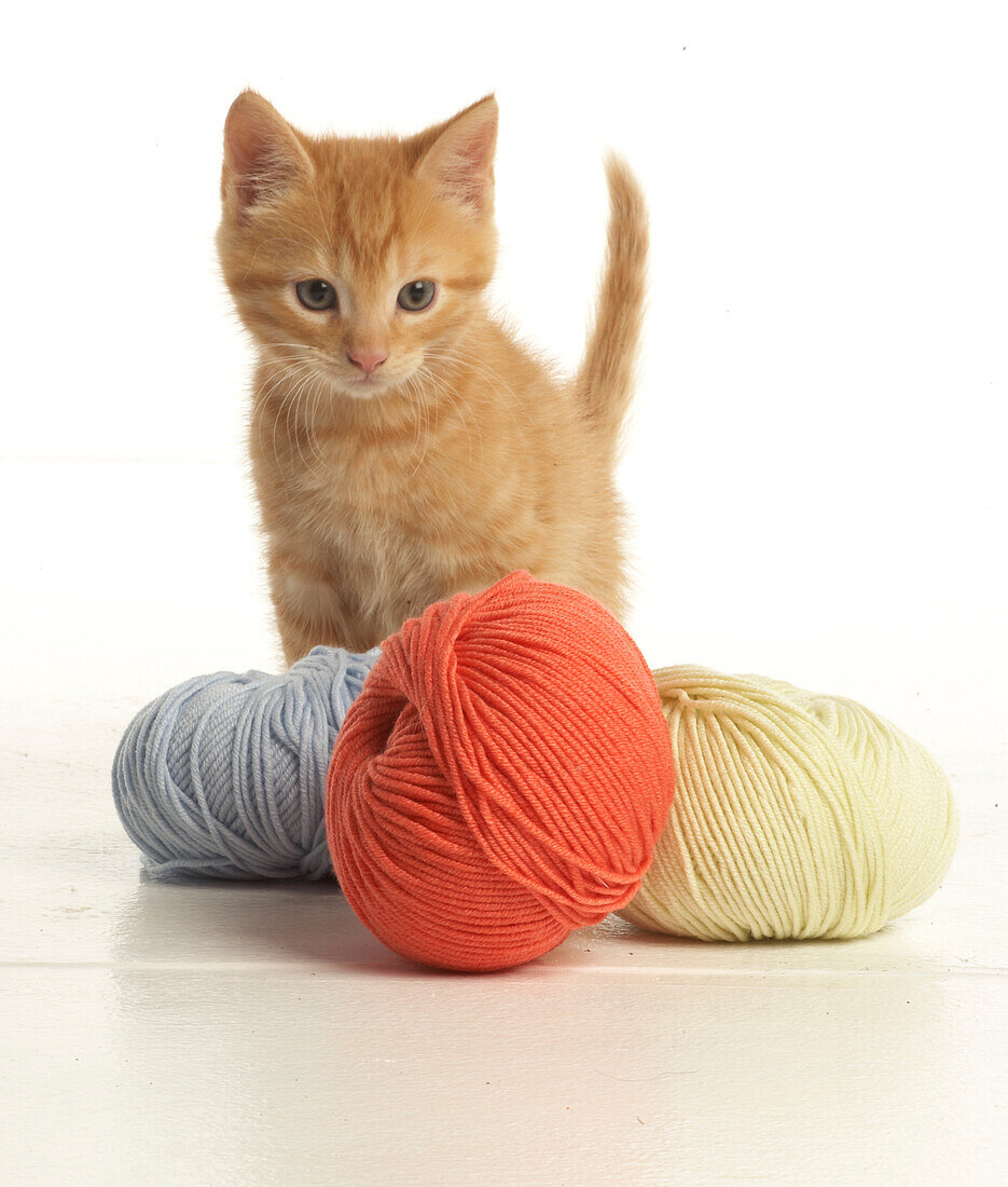 Kitten sat with three balls of wool