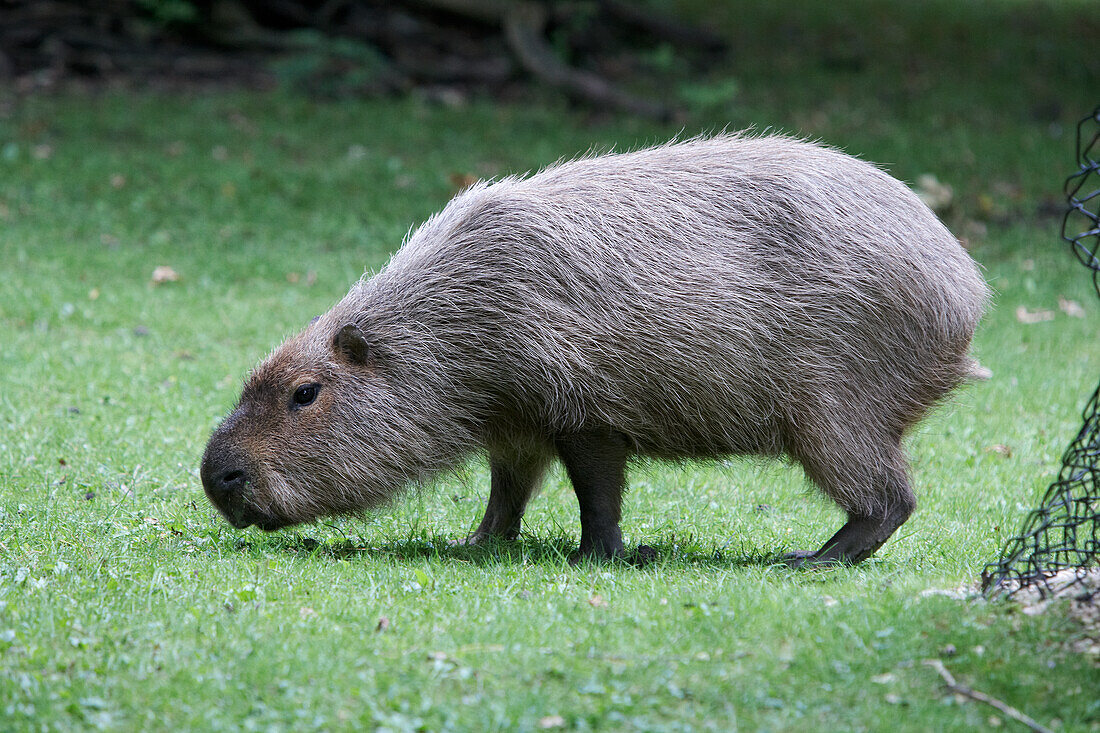 Capybara