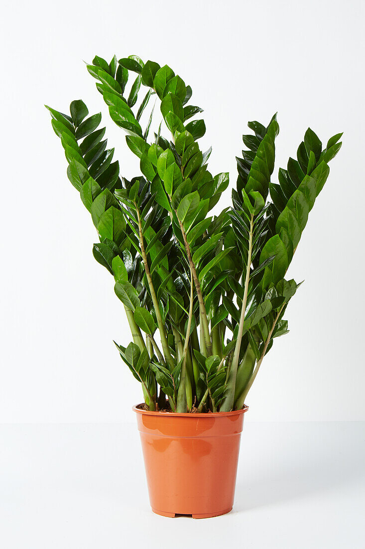 ZZ plant (Zamioculcas zamiifolia)