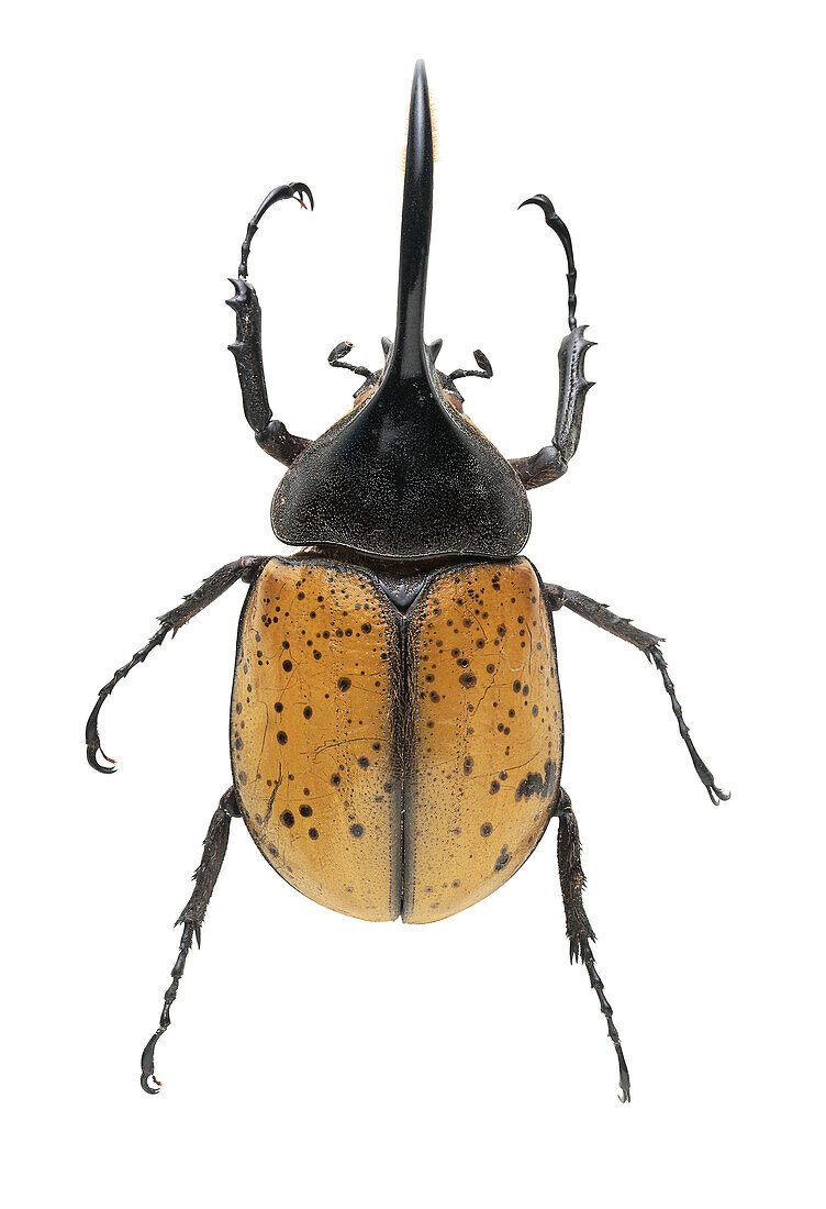 Male hercules beetle