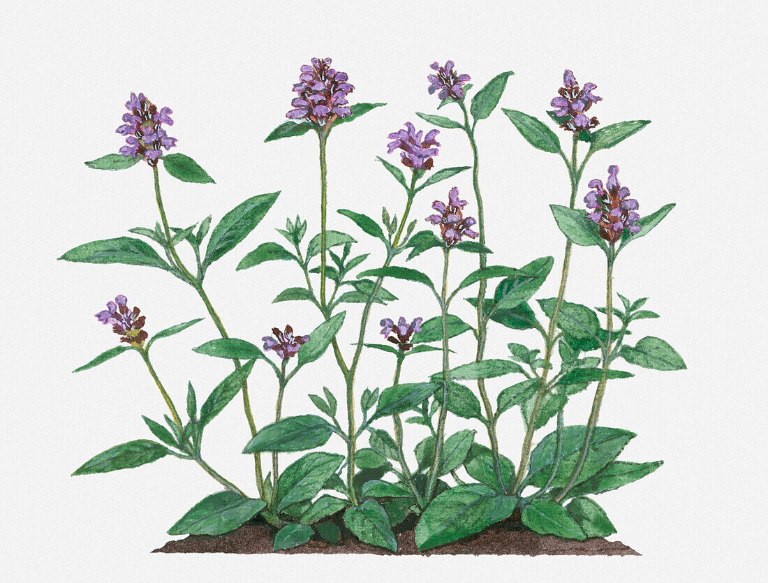 Selfheal (Prunella vulgaris) herb, illustration