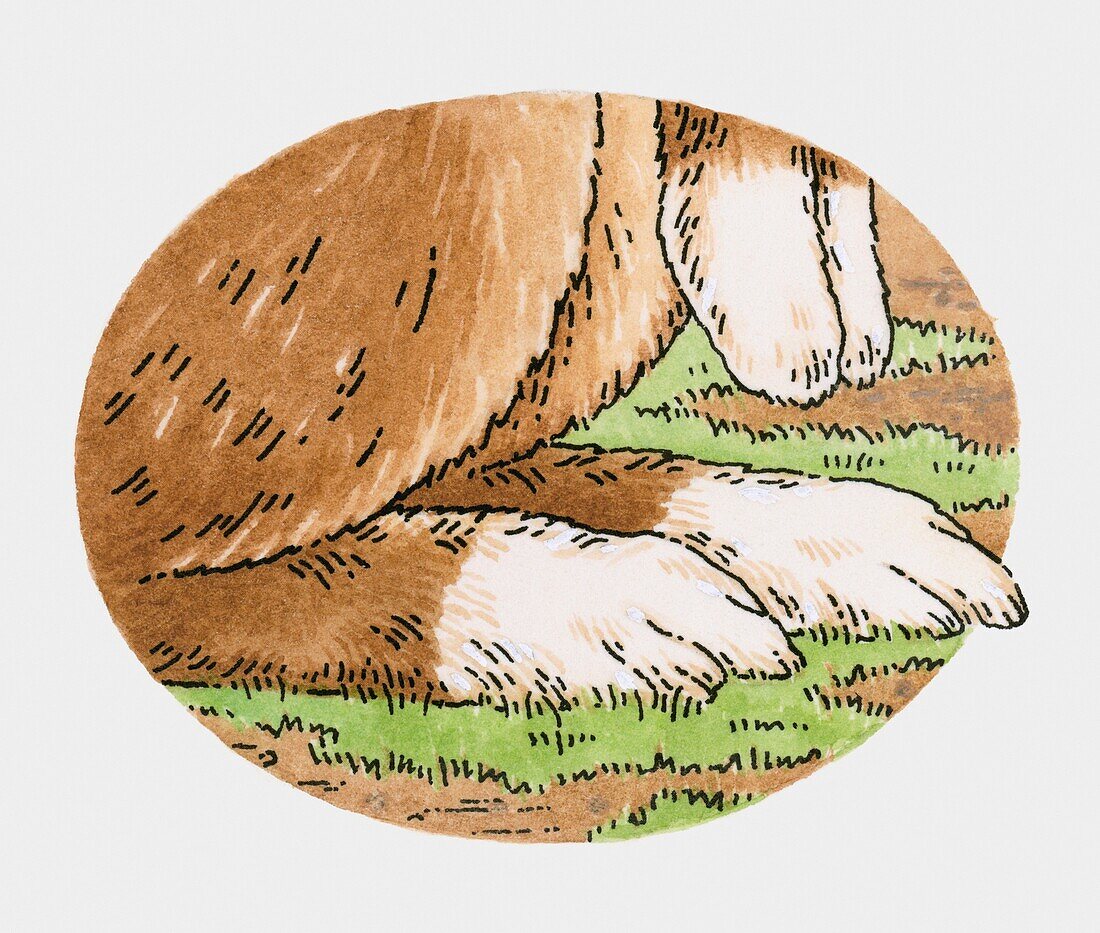 Rabbit paws, illustration