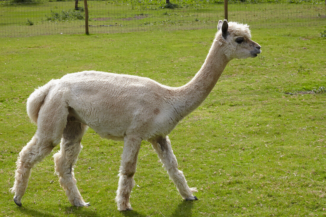 White alpaca