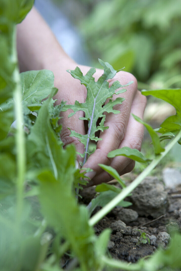 Harvesting kale (Brassica oleracea)