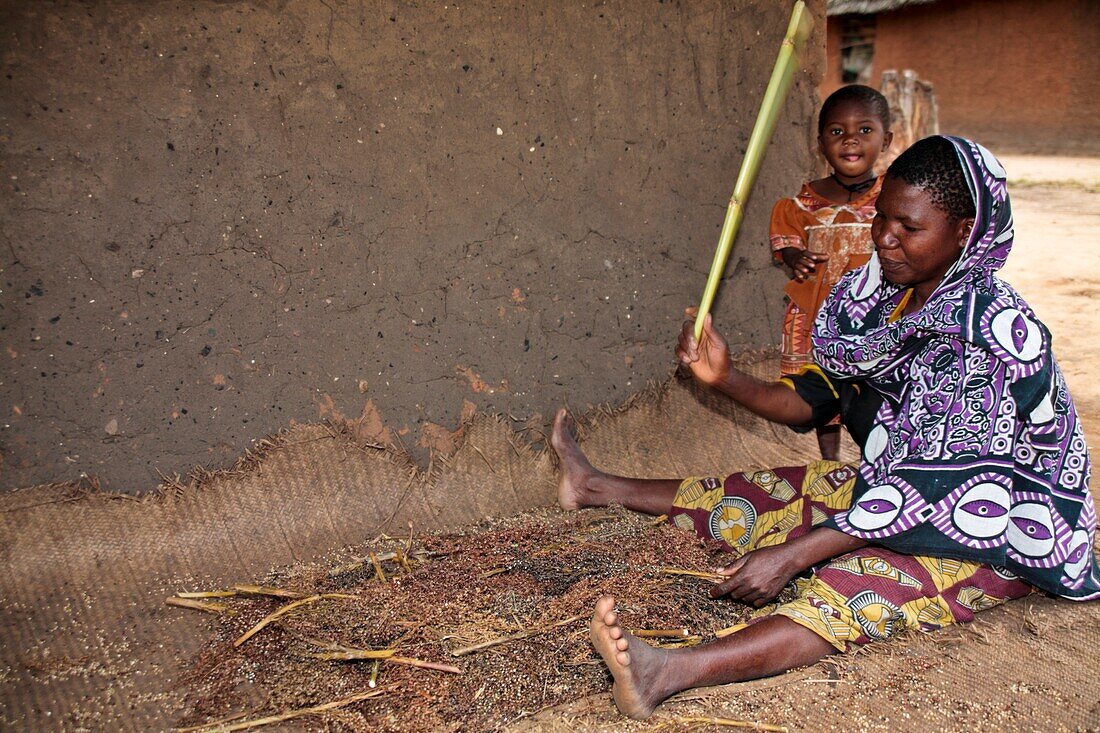 Woman threshing millet