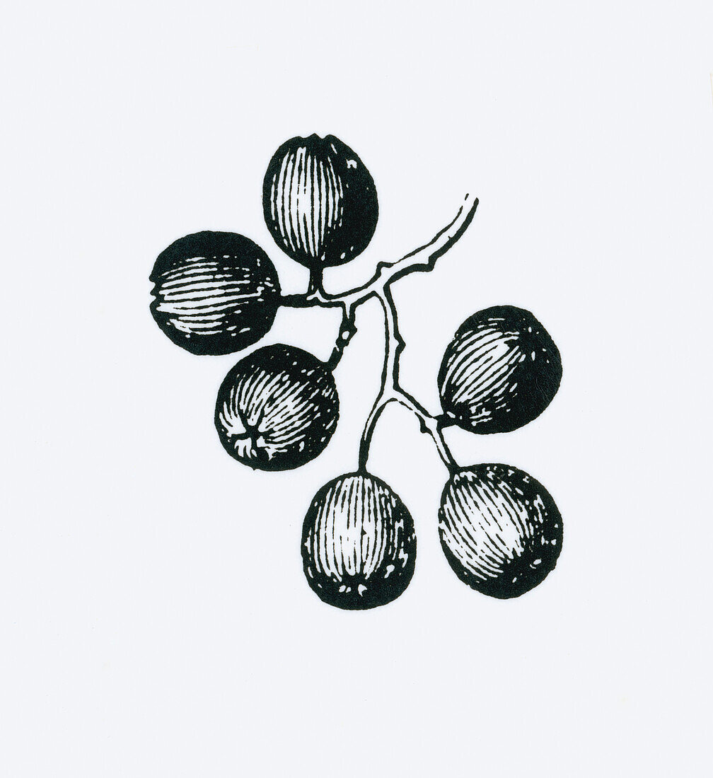 Rowan berries, illustration