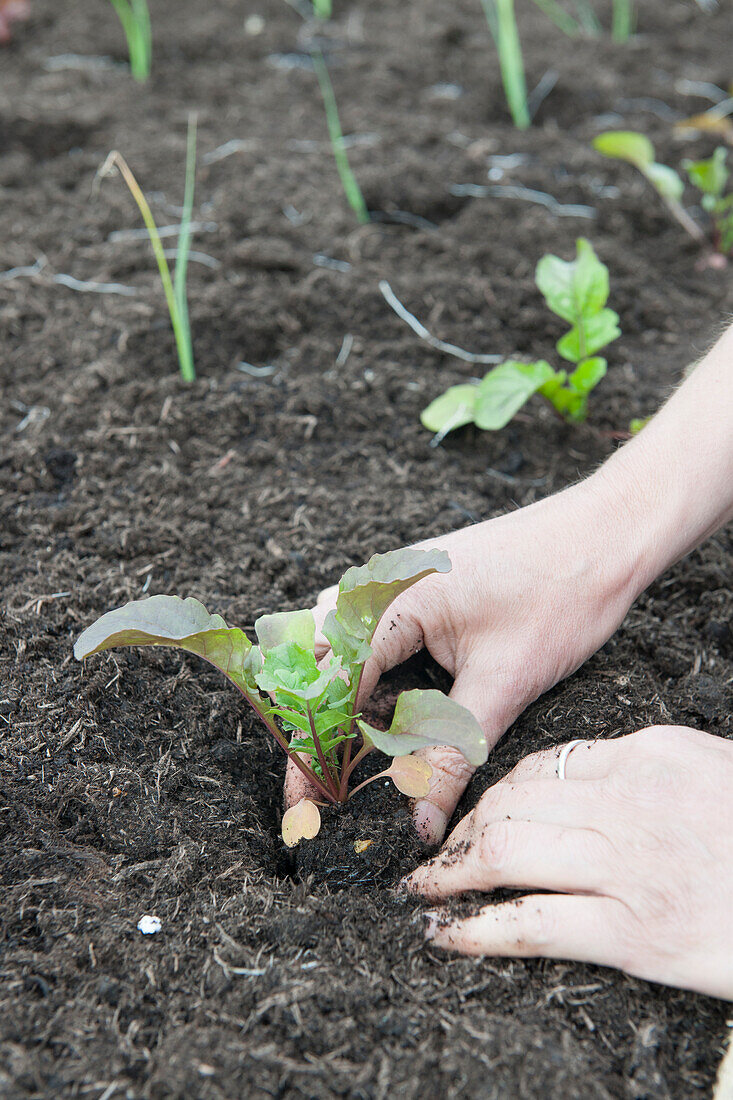 Planting vegetables