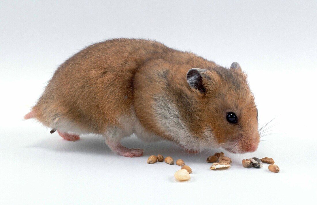 Hamster finding food