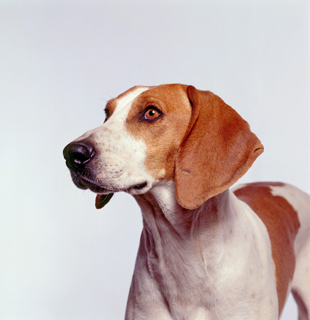 American foxhound