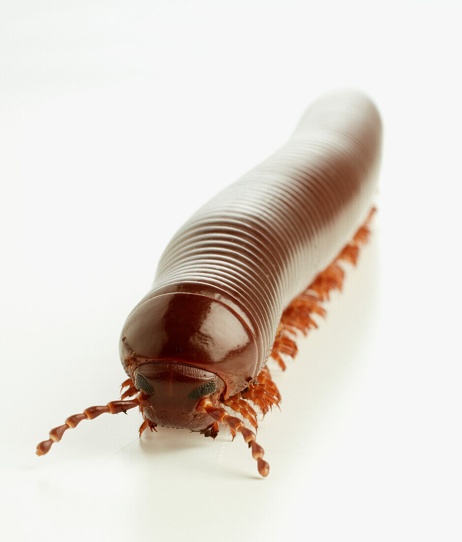 Burmese millipede