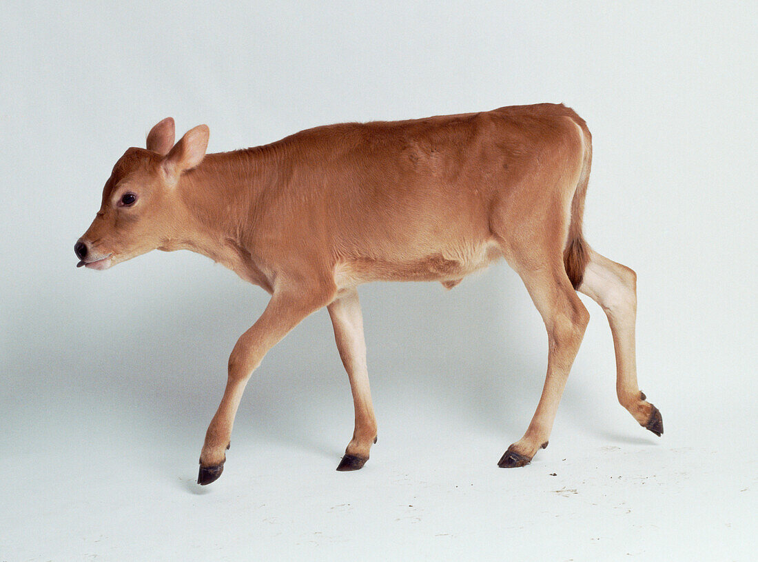 Four week old calf