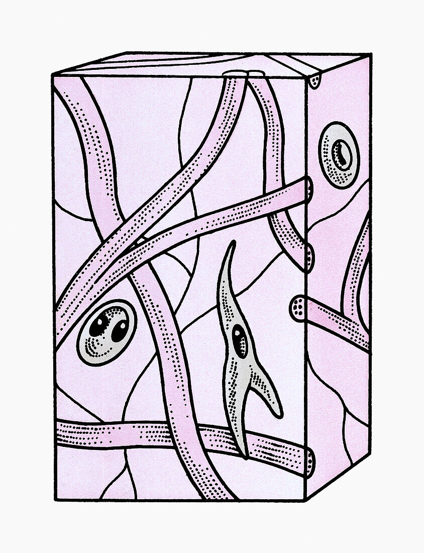 Connective tissue, illustration