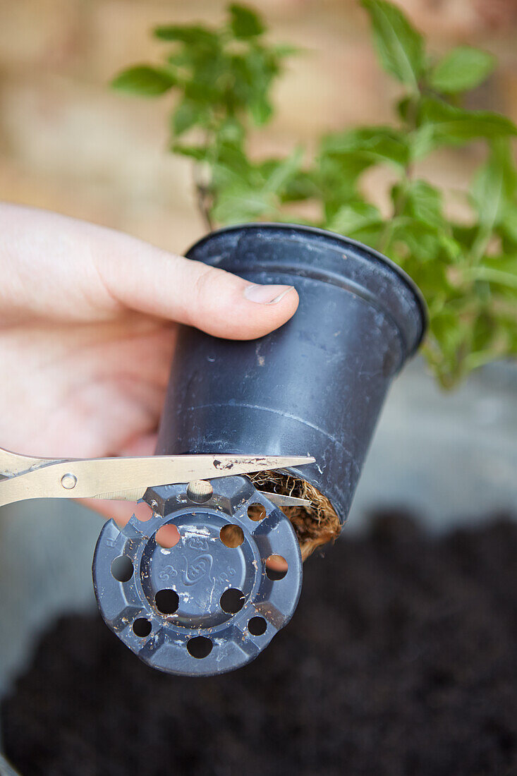 Cutting bottom of pot containing mint
