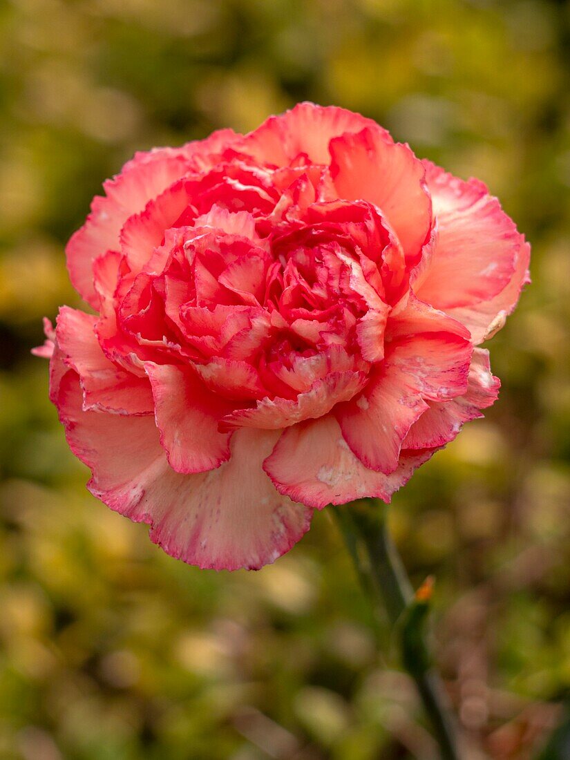 Carnation (Dianthus 'Cheerio')