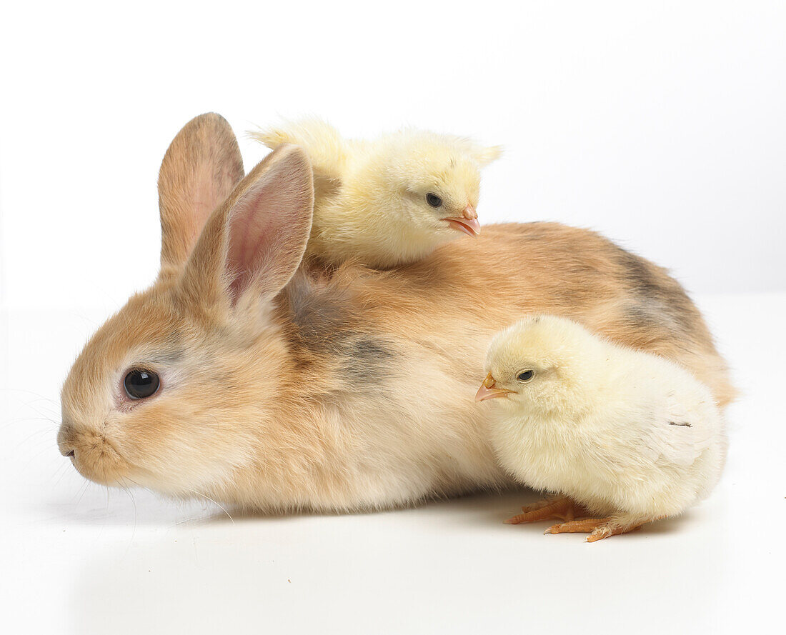 Young dwarf Lop rabbit and two chicks