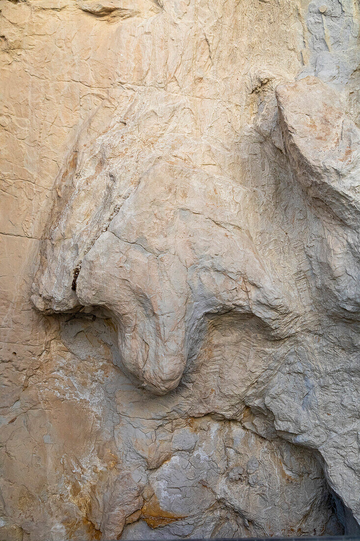Hadrosaur dinosaur track, Colorado, USA