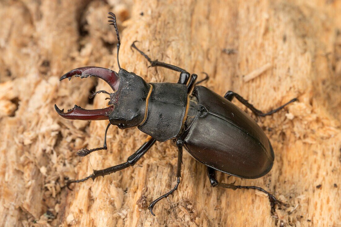 Male stag beetle on rotting timber.