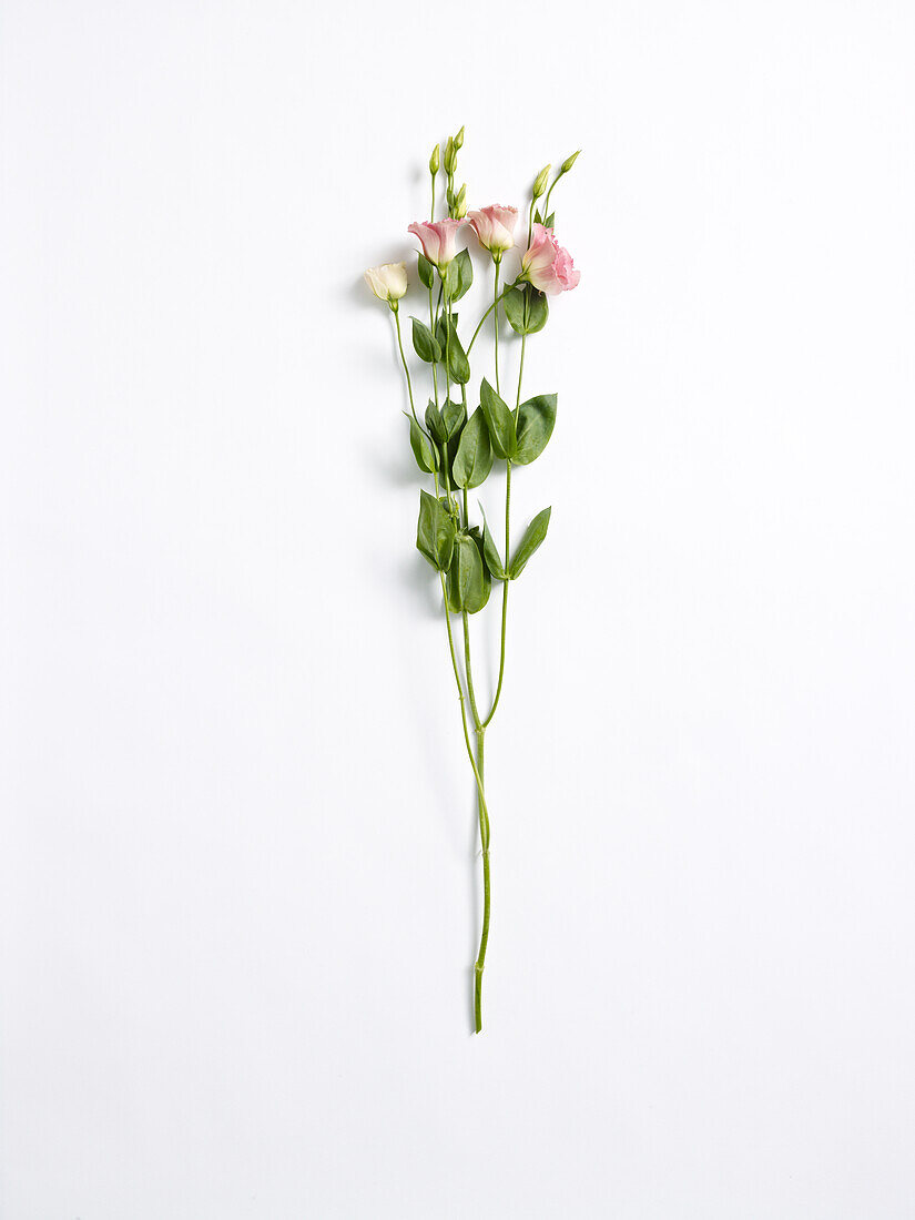 Lisianthus flowers