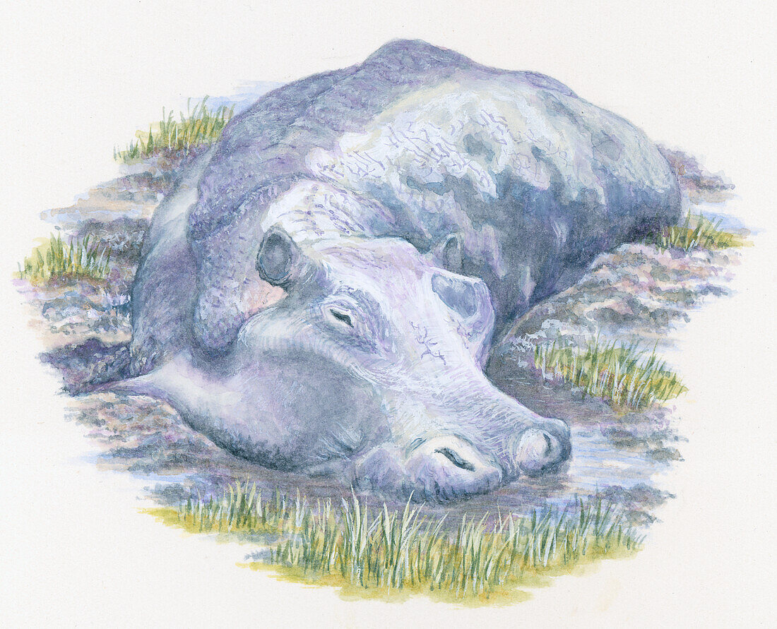 Hippopotamus in mud, illustration