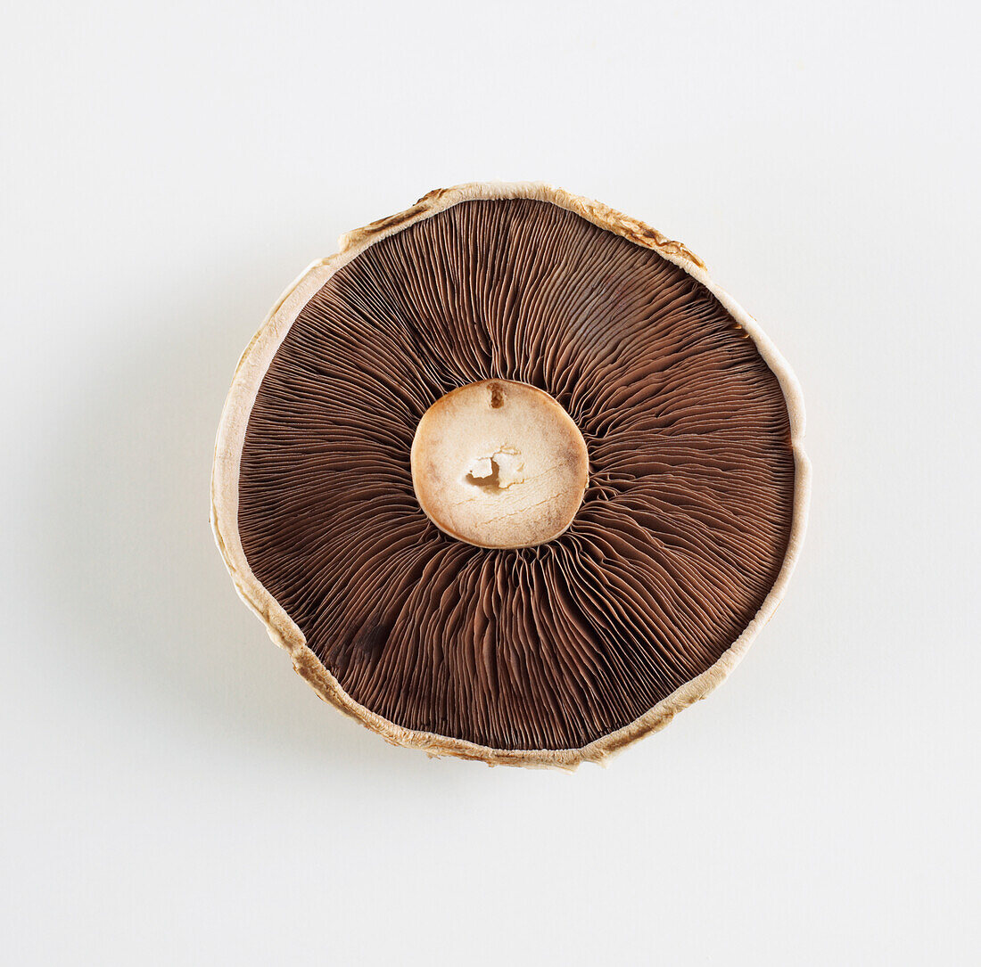 Underside of a mushroom