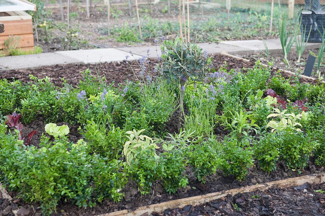 Box parterre with herbs
