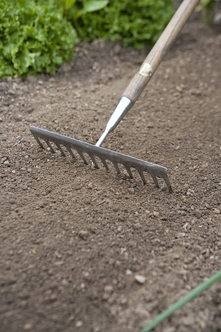 Raking vegetable garden soil