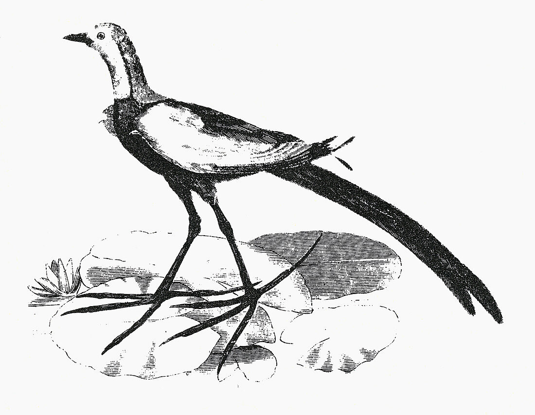 Jacana walking over floating vegetation, illustration