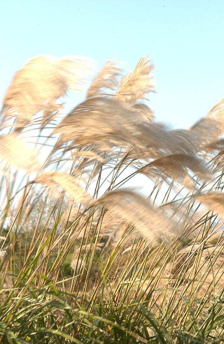 White feather grass bending in the wind
