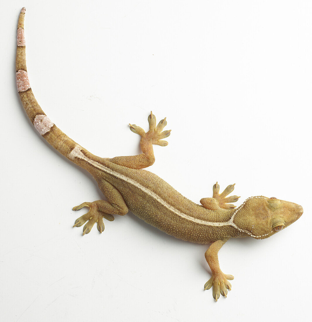 Palm gecko