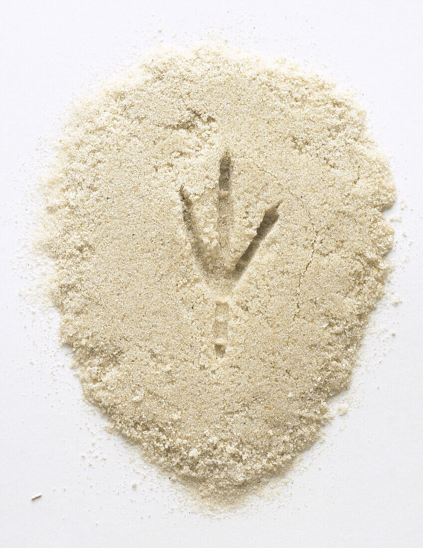 Right foot print of a crow