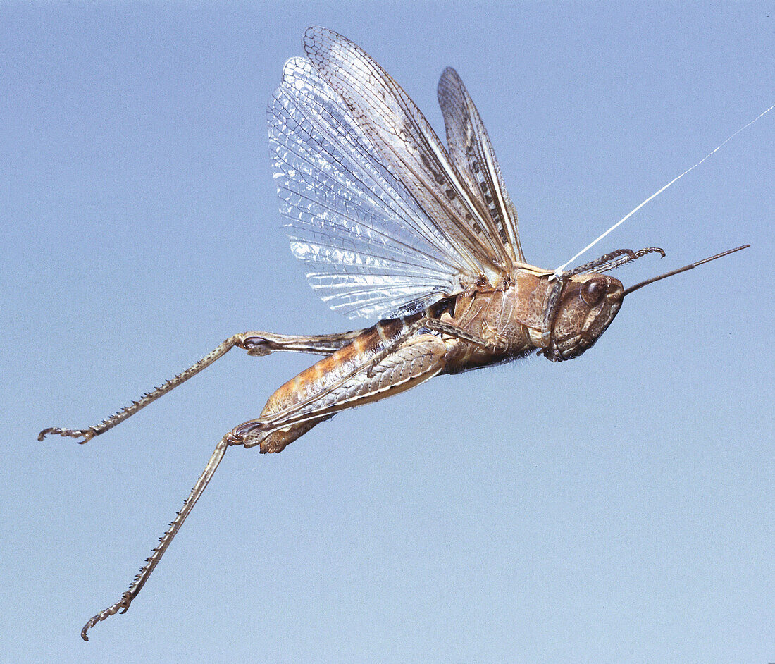 Grasshopper in full flight