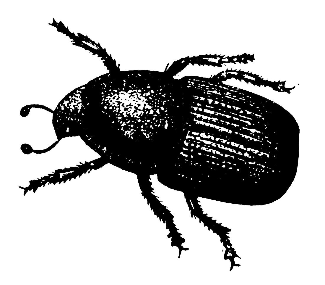 Bark beetle, illustration