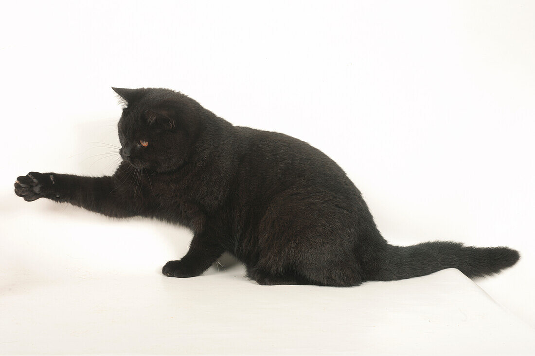 British shorthair-self cat
