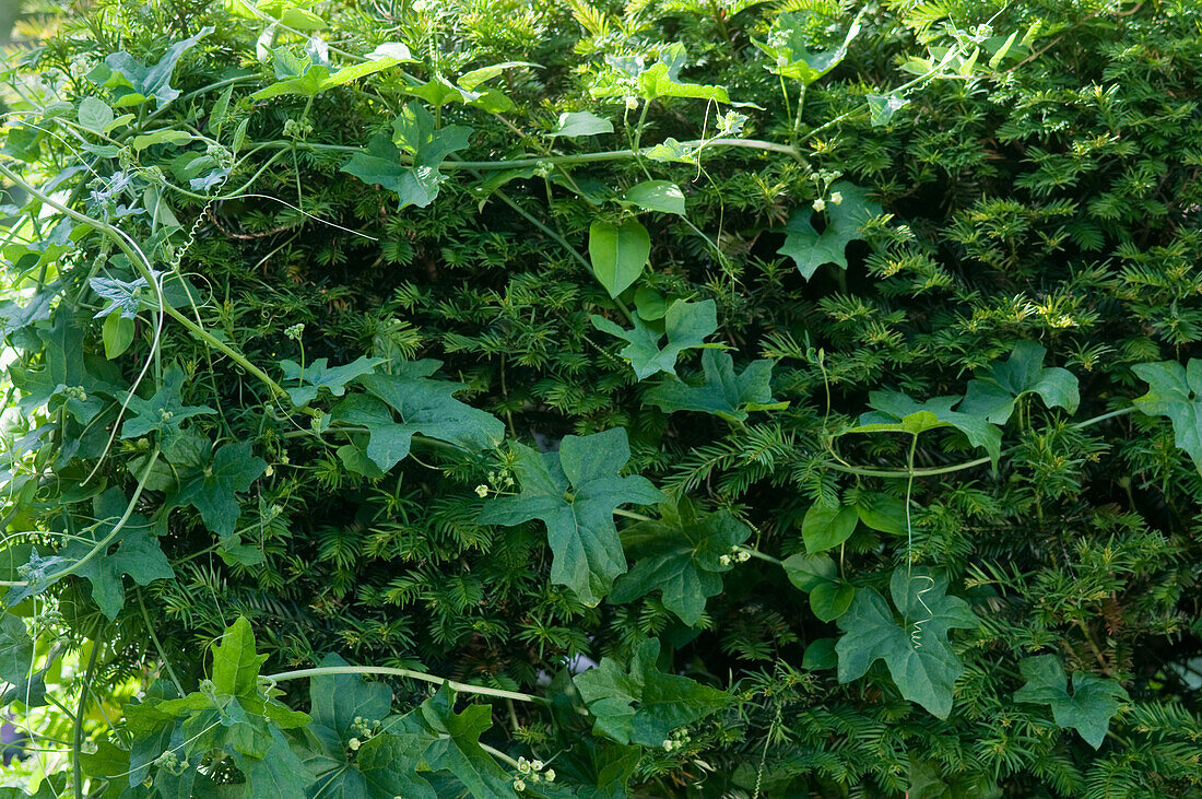 Hedge overgrown with weeds