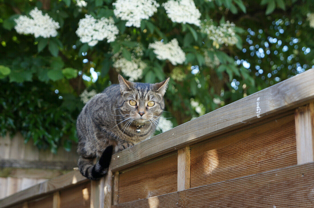 Tabby cat sitting on fence