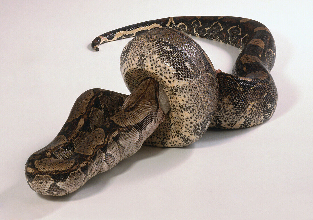 Boa constrictor eating prey