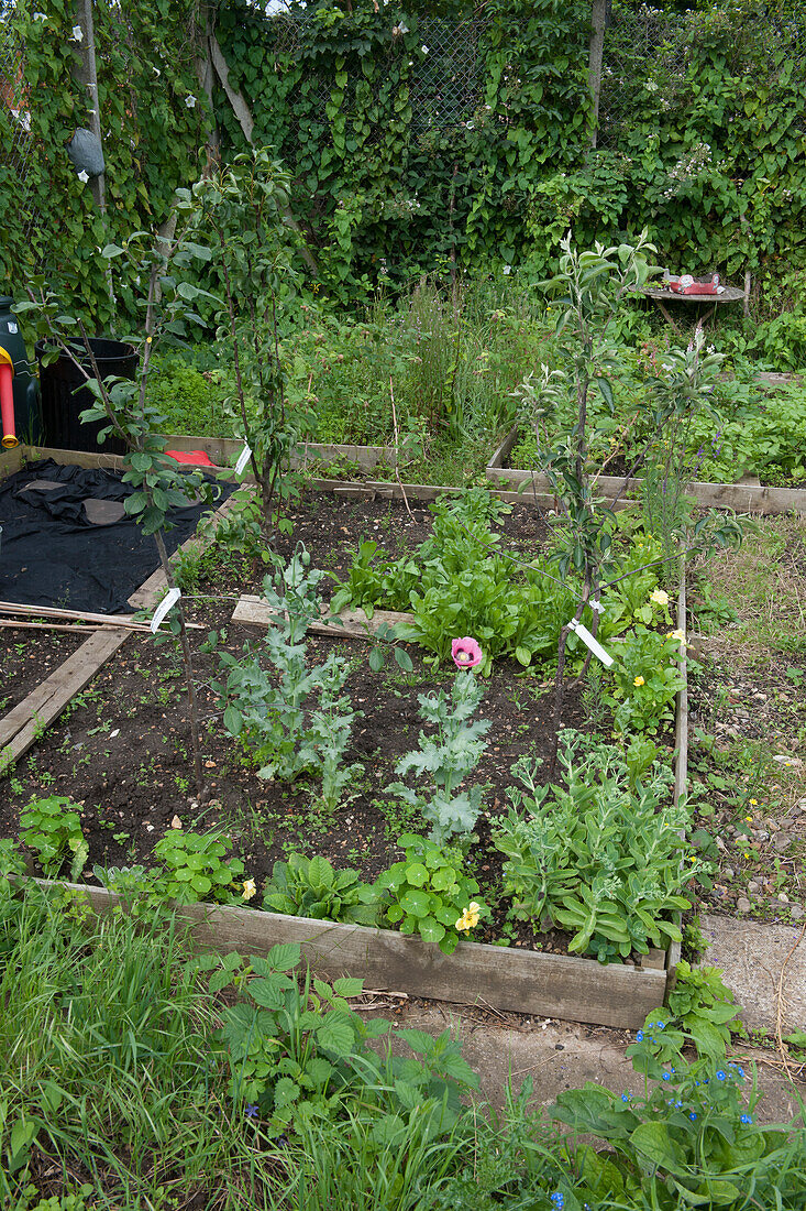 Old raised bed on allotment