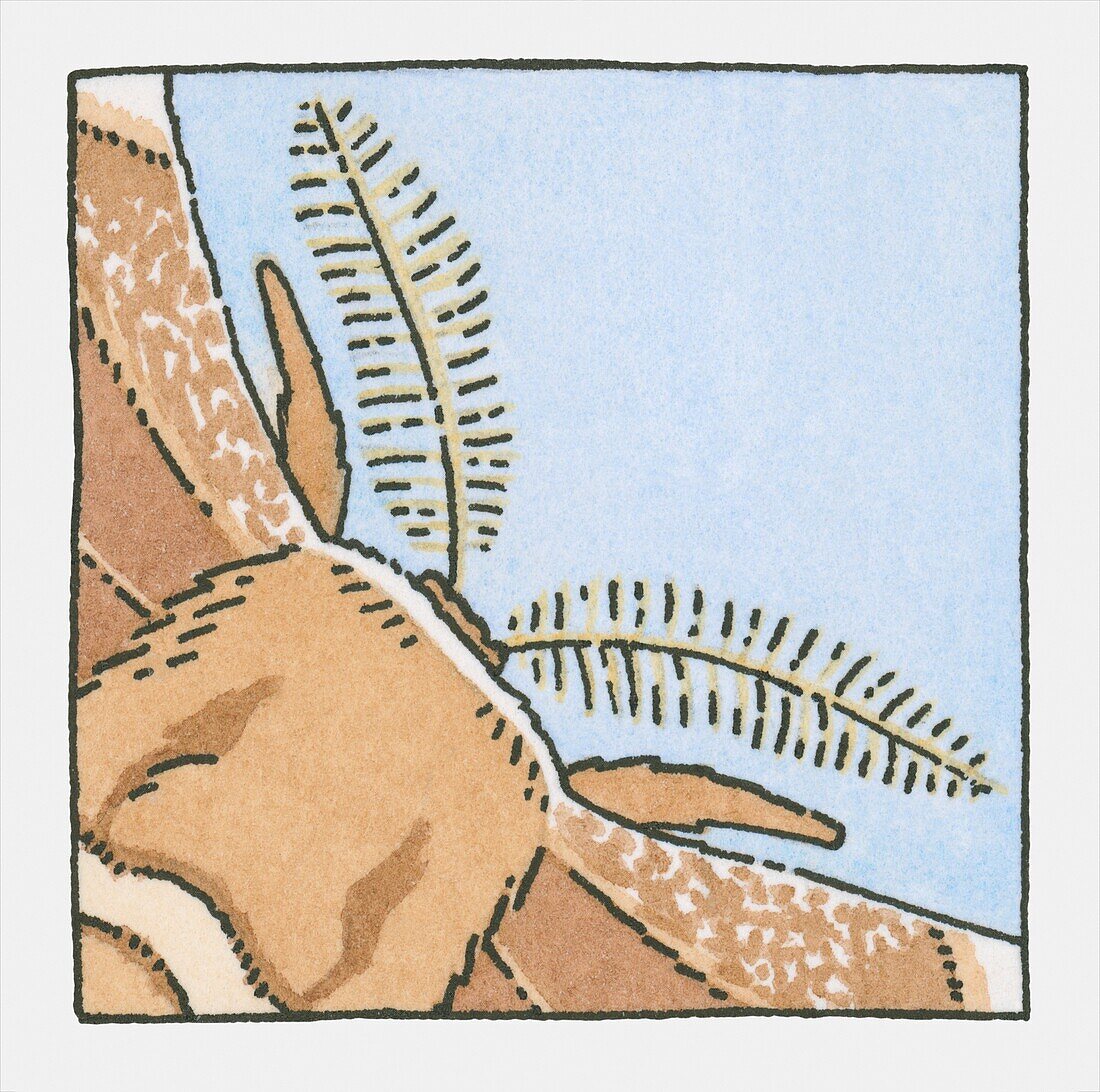 Moth antennae, illustration