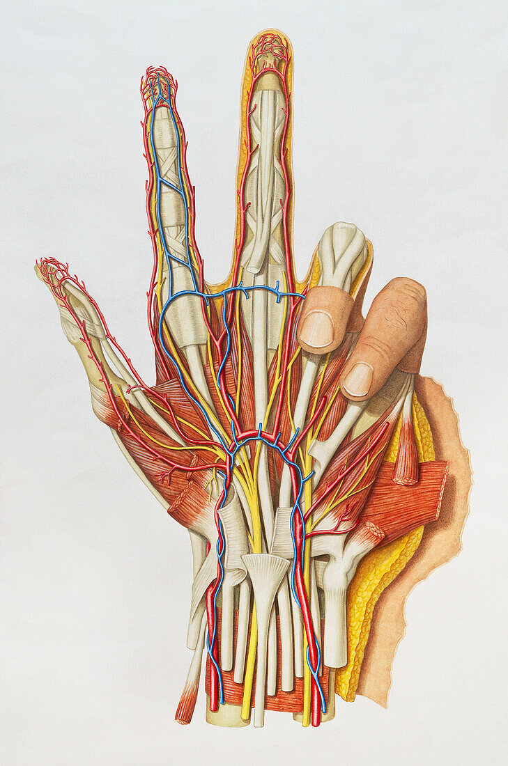 Muscle structure in human hand, illustration
