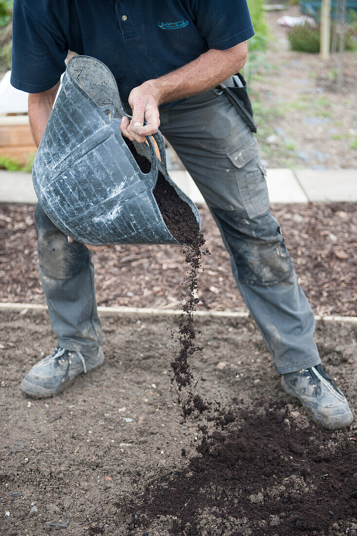 Spreading compost in allotment