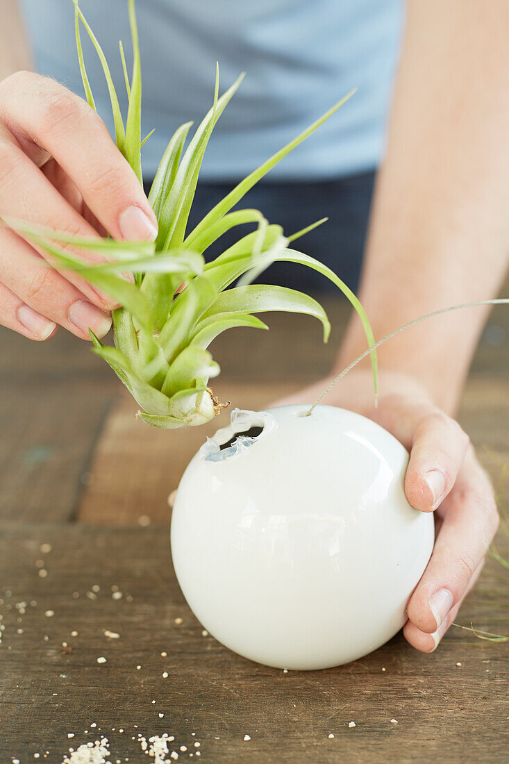 Placing an airplant into a pot