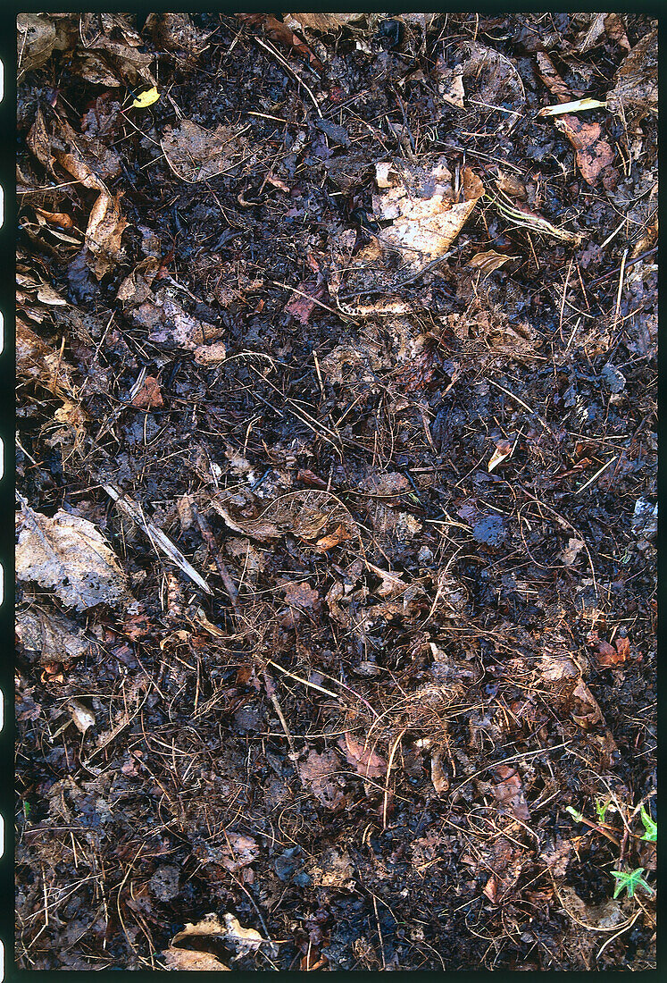 Leaf mould compost