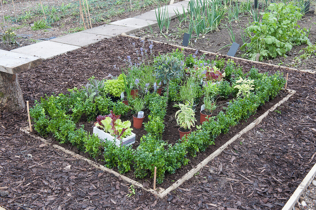 Box parterre planted with herbs