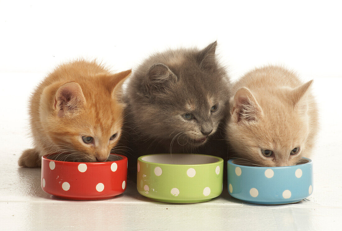 Three kitten feeding from bowls
