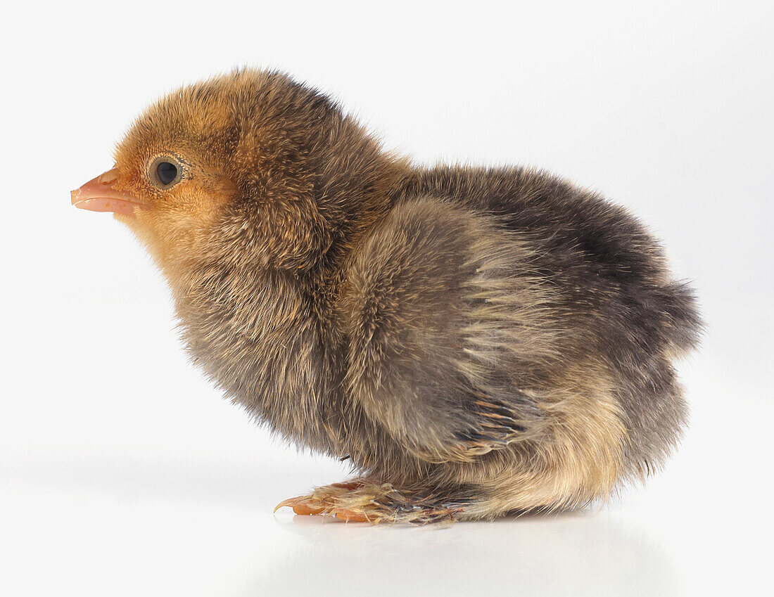 Pekin chick with brown feathers